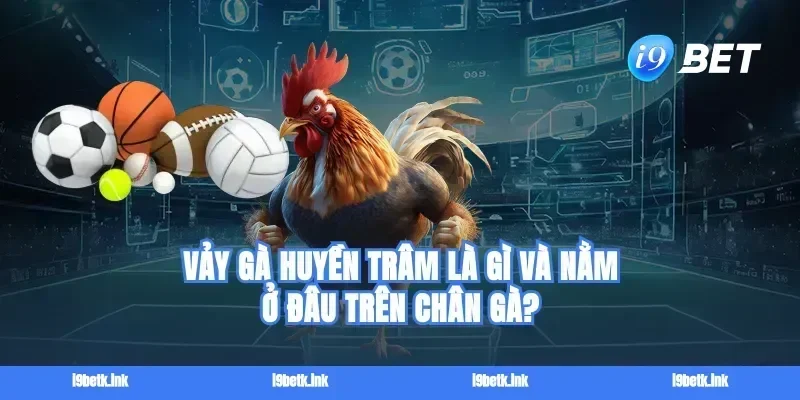 Vảy gà huyền trâm là gì và nằm ở đâu trên chân gà?